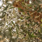 Sud-est * Ostuni